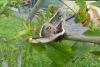 Saturnia pyri
